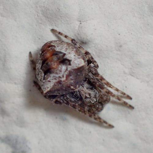 Réf. 222 711 : Gibbaranea bituberculata